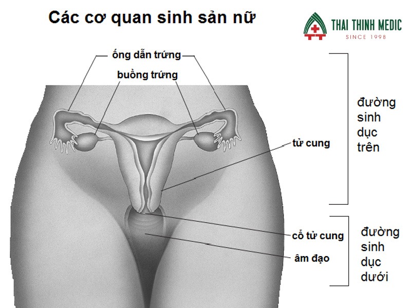 viem-vung-chau-nguyen-nhan