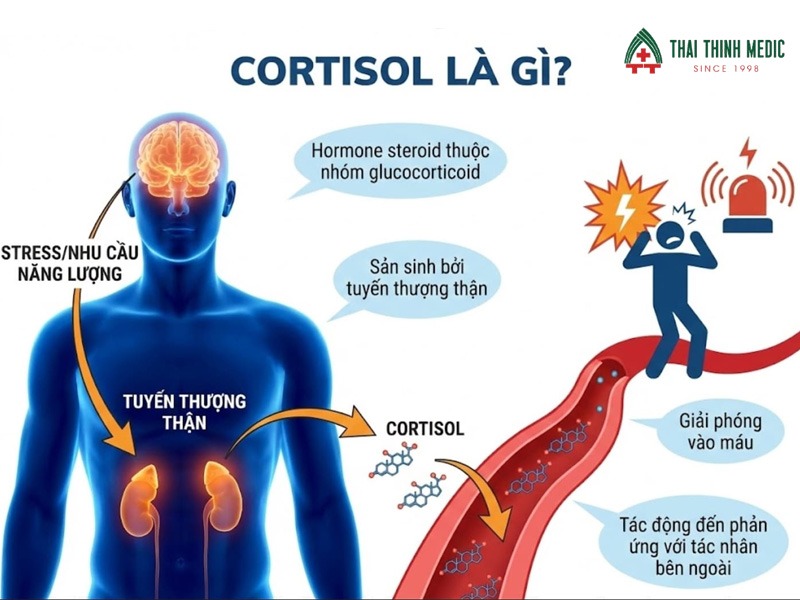 noi-me-day-ve-dem-cortisol