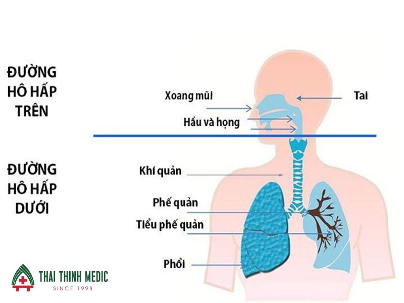 viem-duong-ho-hap-tren