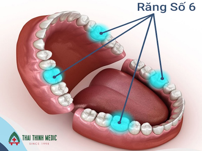 tram-bit-ho-ranh-rang-so-6
